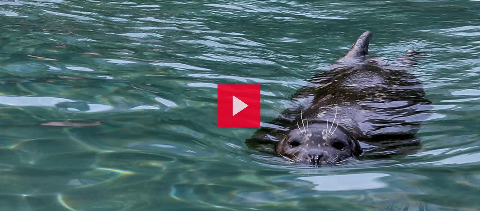 A seal swimming in a body of water.